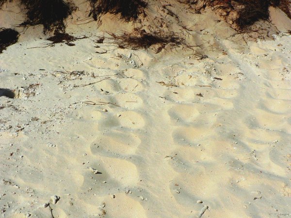 38- Traces de tortue 